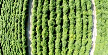 Drones, probes, sensors… Asparagus goes high-tech