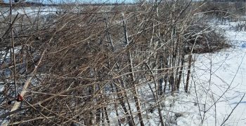 Winterhardiness in Asparagus