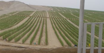 Slow recovery of Peruvian asparagus