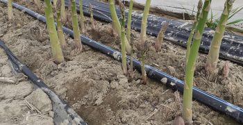 Anticipare la raccolta dell’asparago grazie all’energia elettrica
