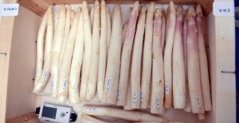 White asparagus – A hot water treatment to limit postharvest pink discolouration ?