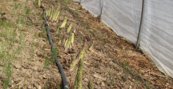 Green asparagus needs transparency