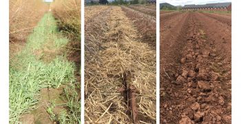 Sustainable soil management for asparagus stand longevity