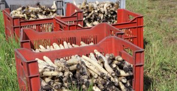 How to prepare the cultivation of asparagus