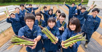 Innovation and experimentation define Japan’s asparagus sector