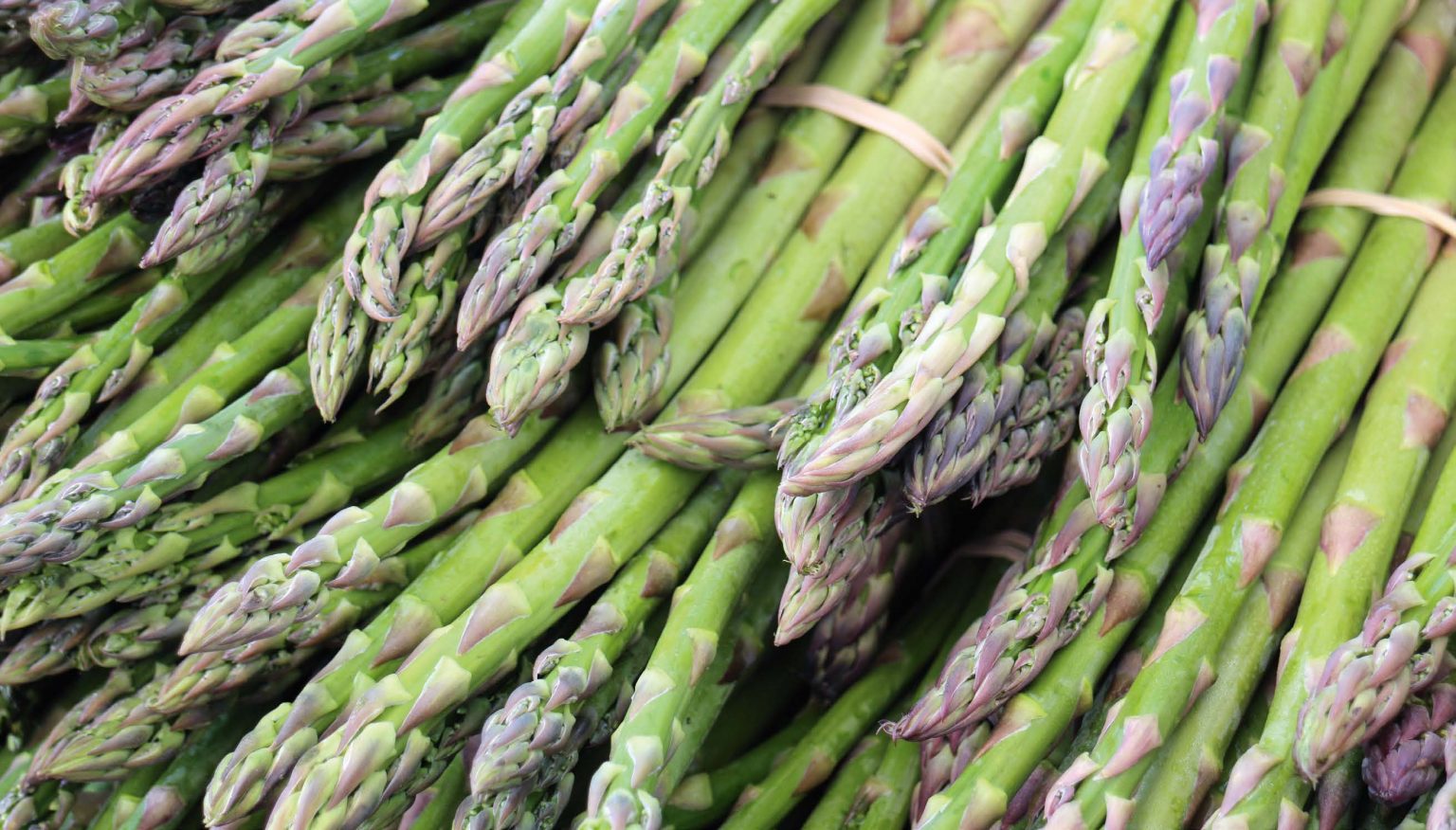 Understanding asparagus tip breakdown Asparagus World