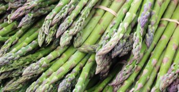 Understanding asparagus tip breakdown