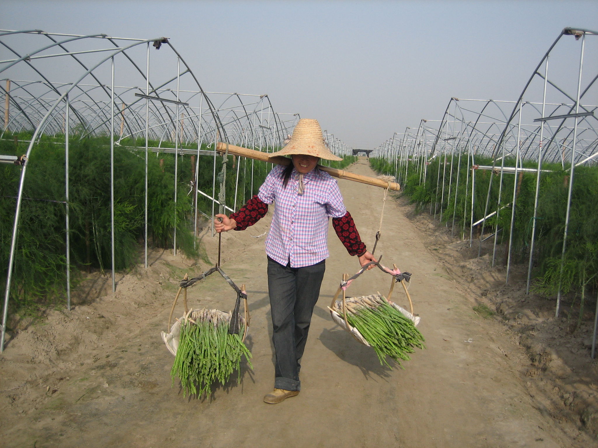 Long harvests, extensive daylight and high yields in China