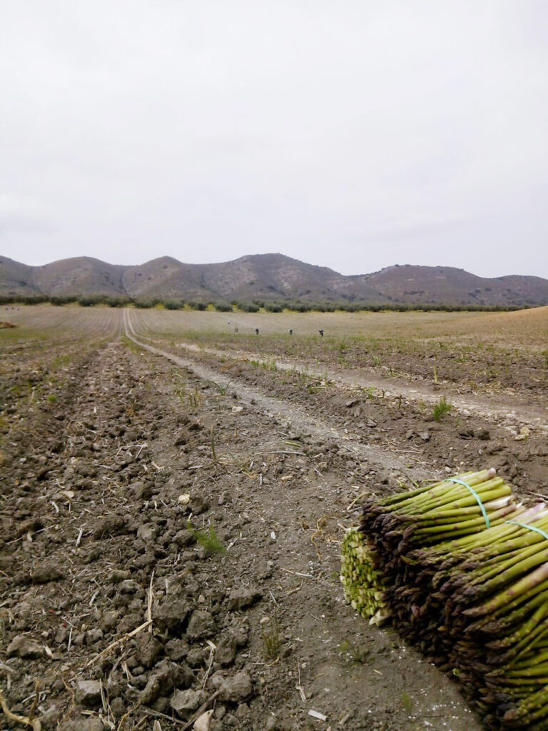 The province of Granada has already wasted 7,000 t of asparagus in 2023 but a limited access to irrigation could reduce this decrease in 2024.