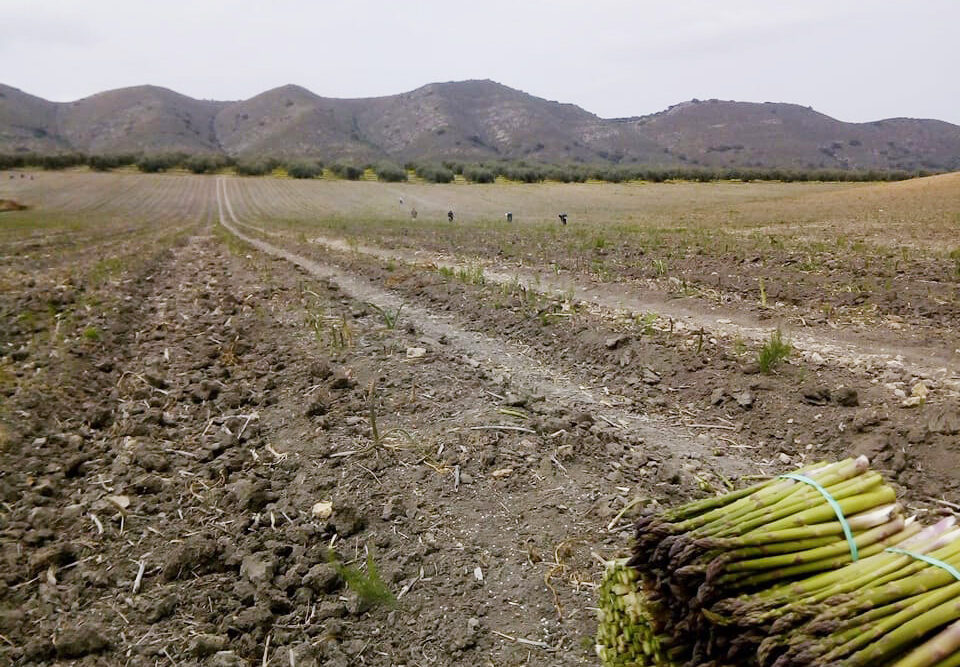 The province of Granada has already wasted 7,000 t of asparagus in 2023 but a limited access to irrigation could reduce this decrease in 2024.