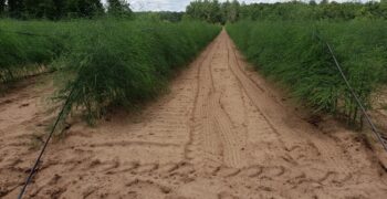 “You have to look under the roots of asparagus to check the moisture gradients”